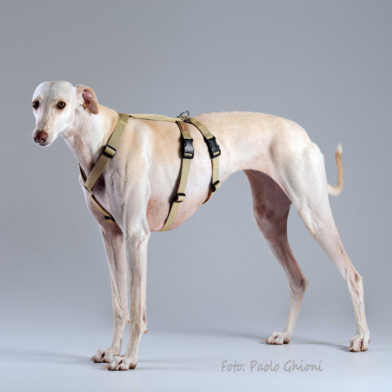 Harnesses Double H Gold Harnesses Double H Gold