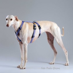 Harnesses Double H Blu