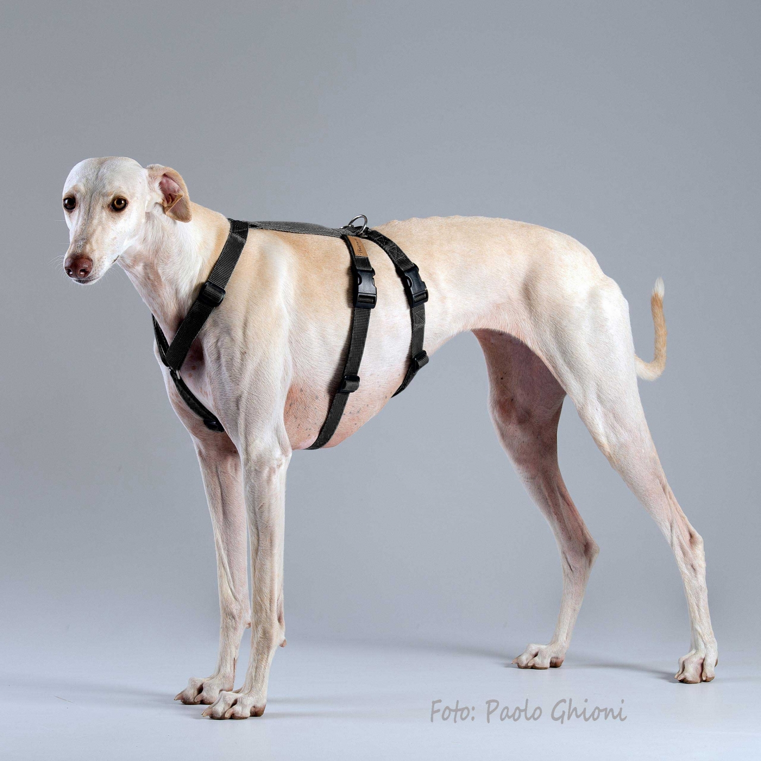Harnesses Double H Black Harnesses Double H Black