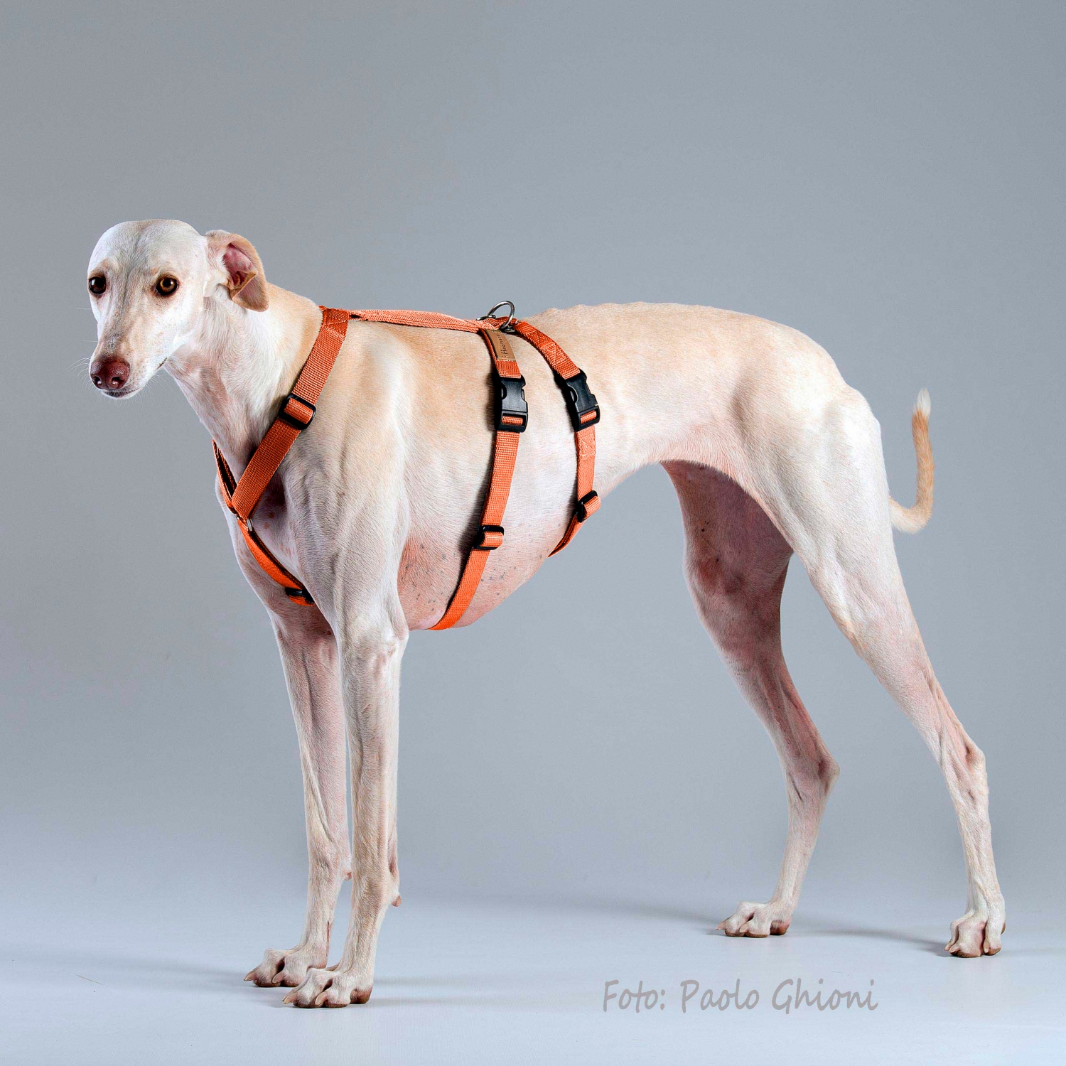 Harnesses Double H Carrot Harnesses Double H Carrot
