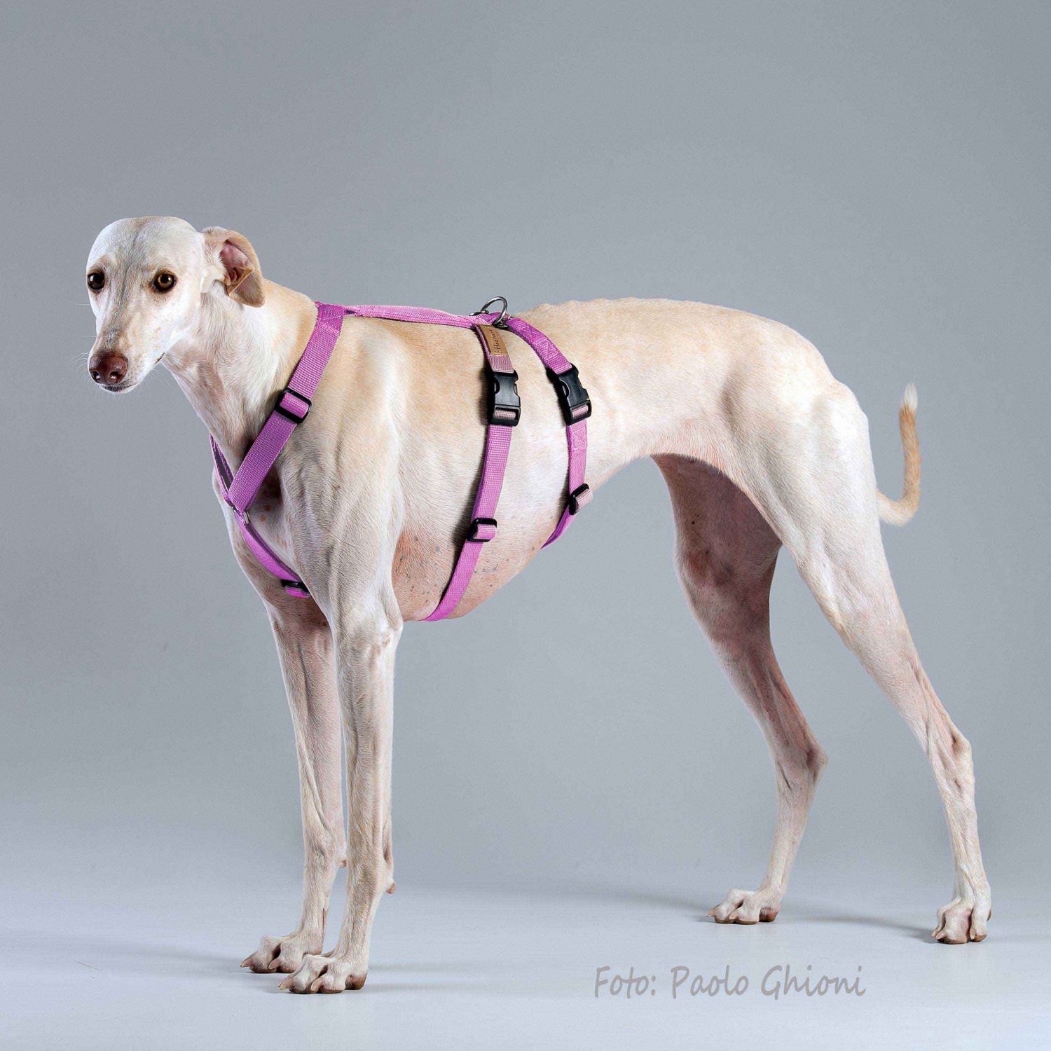 Harnesses Double H Pink Harnesses Double H Pink
