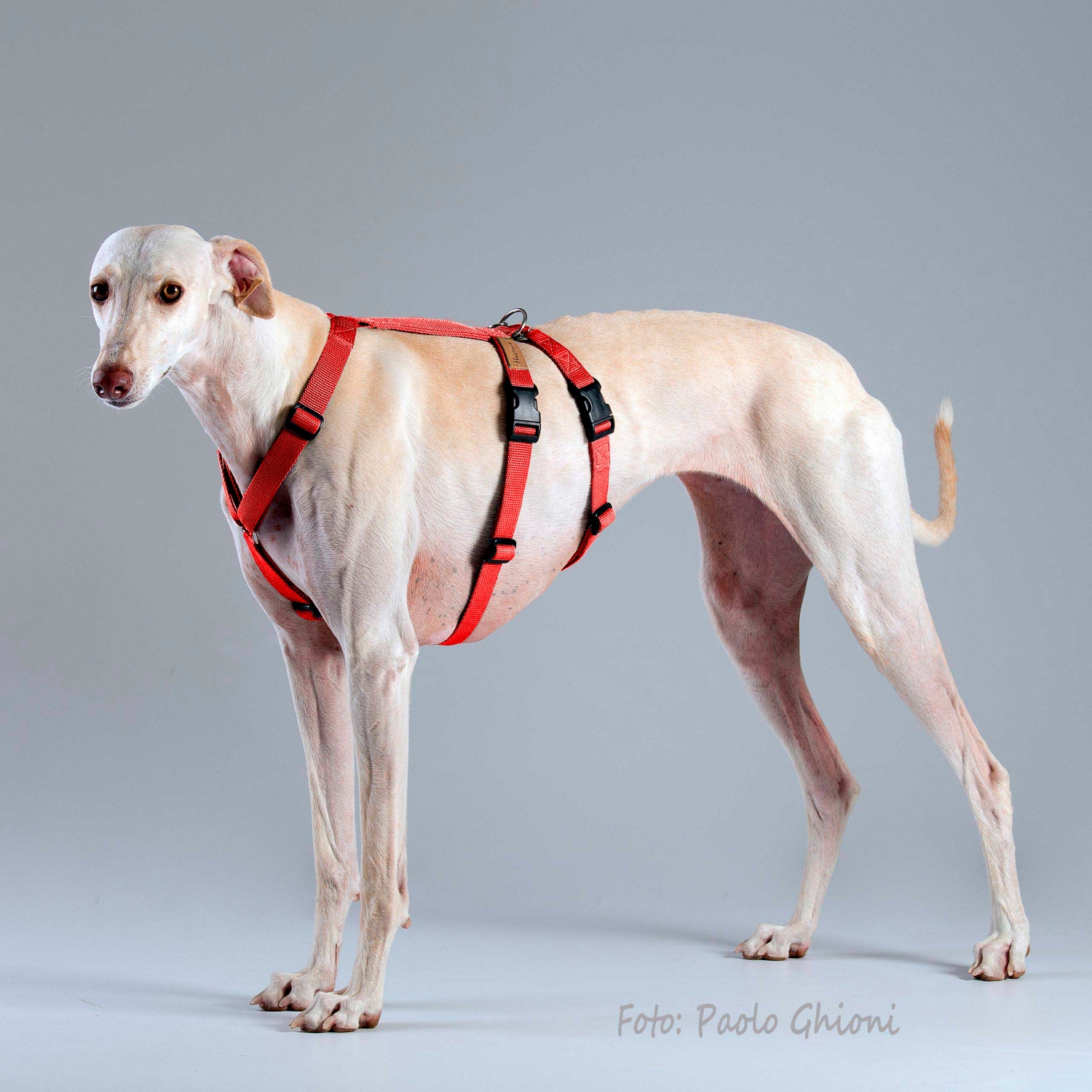 Harnesses Double H Rosso Harnesses Double H Rosso