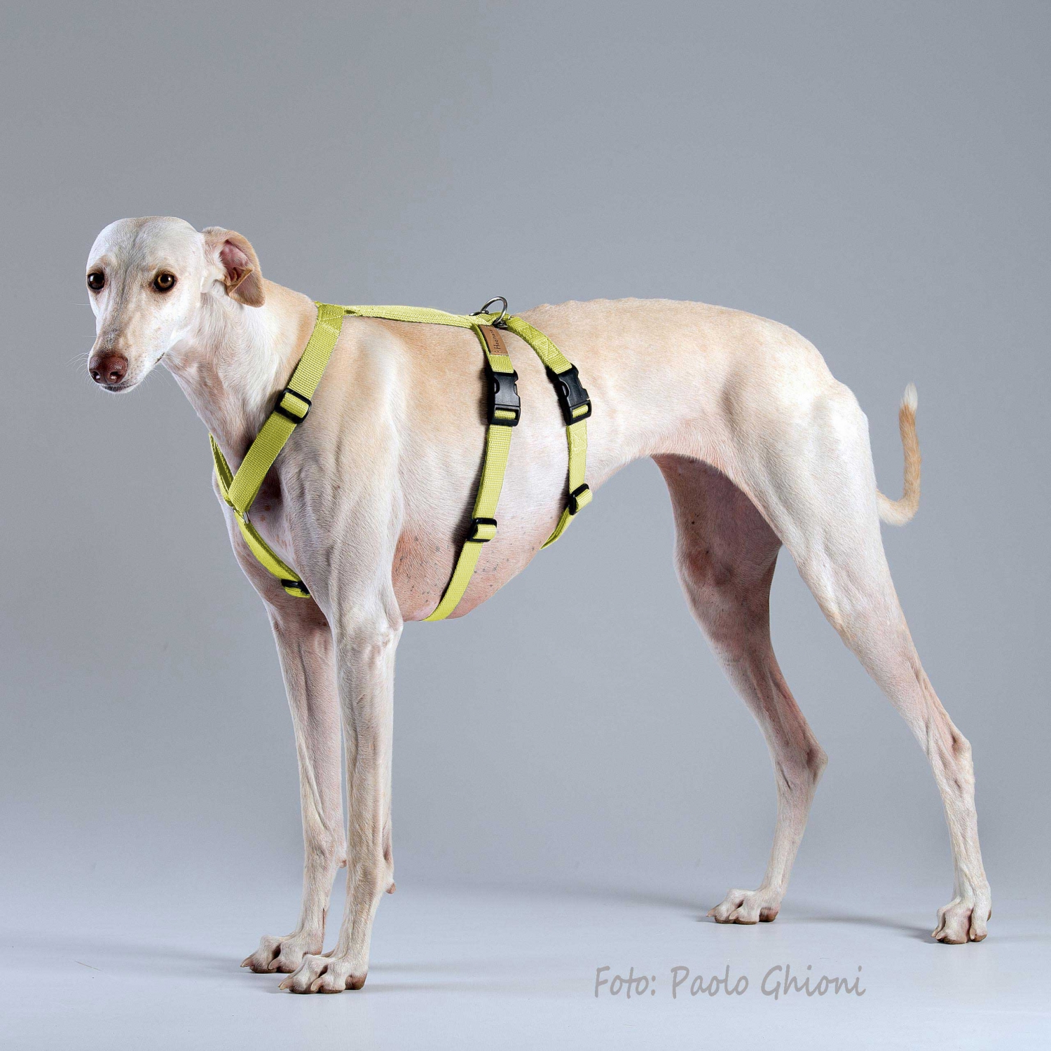 Harnesses Double H Yellow Harnesses Double H Yellow