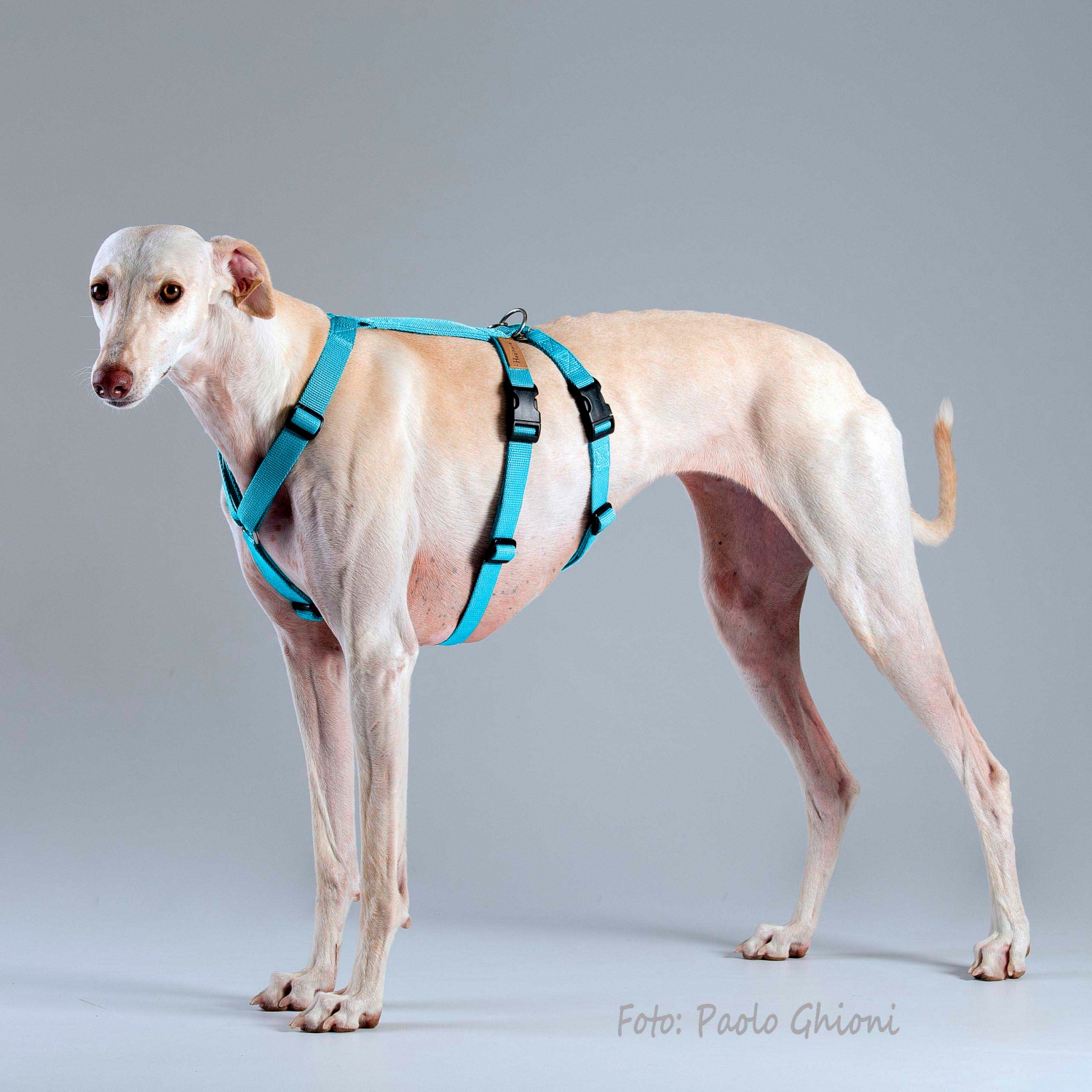 Harnesses Double H Artic Harnesses Double H Artic