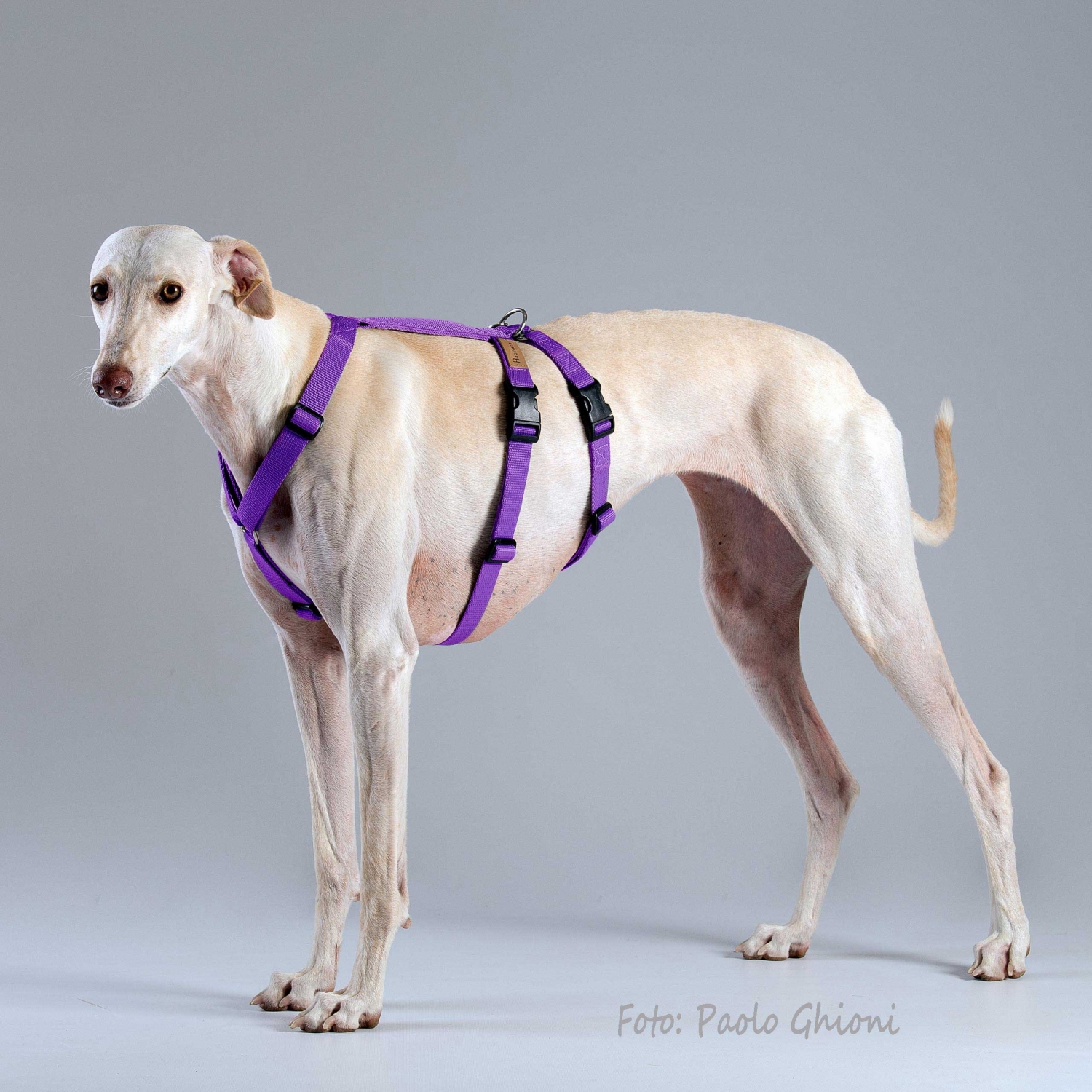 Harnesses Double H Violet Harnesses Double H Violet